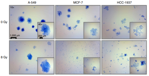 CIX2 Used to Expand Clonogenic Assay Protocol