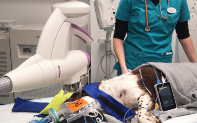Nueva radioterapia pionera para animales ahora disponible en Yorkshire