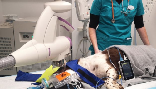 Superficial radiation therapy in veterinary medicine: Real cases