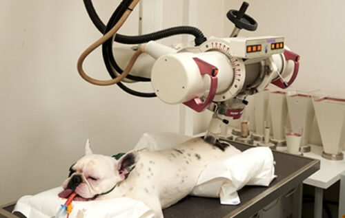 Utilisation de la radiothérapie dans la pratique vétérinaire
