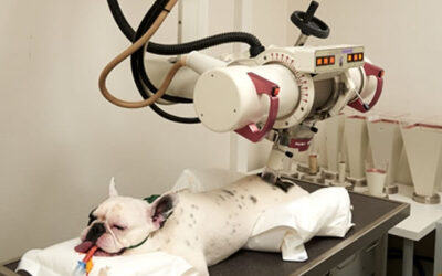 Xstrahl to Highlight Orthovoltage Radiotherapy in Veterinary Oncology at ESVONC 2024